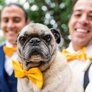 Meet your Posher, Joey